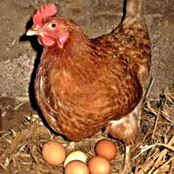Eier vom Bauernhof